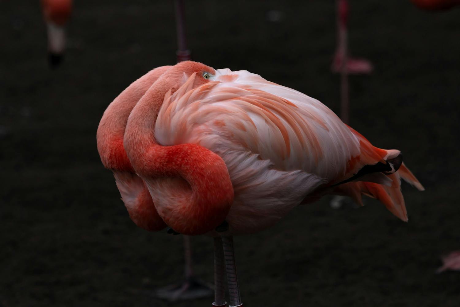 Flamingo